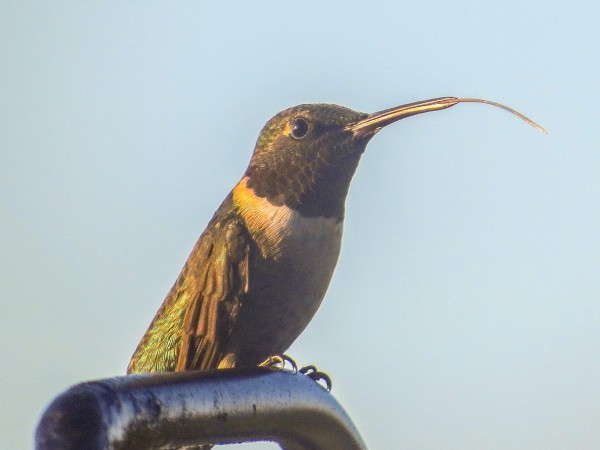 Hummingbird with tongue out.