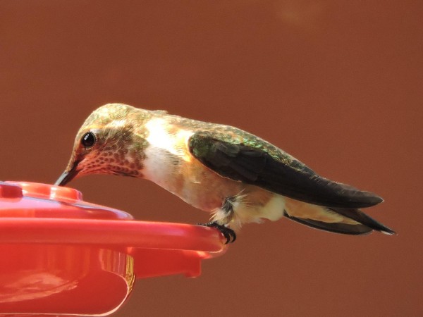 Rufous at feeder in Utah.