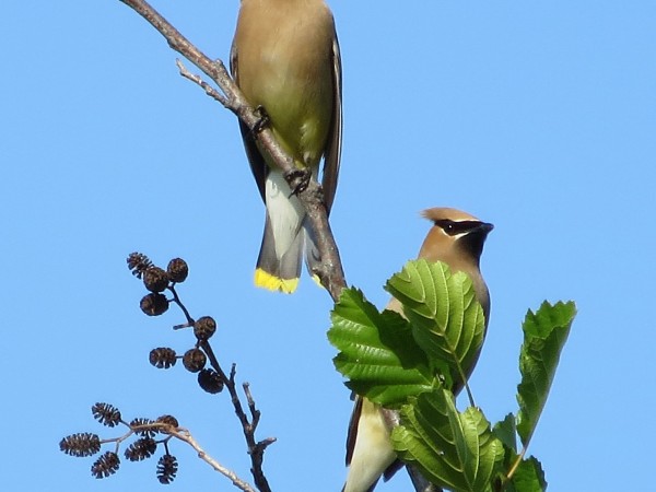 Cedar Waxwings.