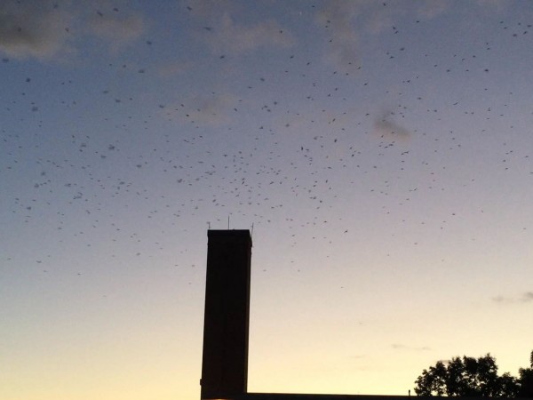 Chimney Swifts Entering Chimney