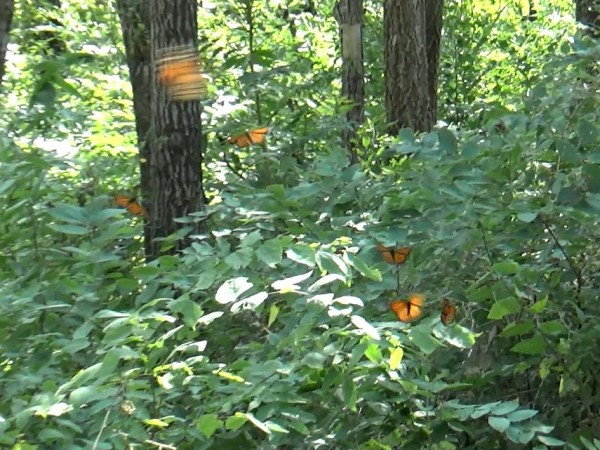 Southbound monarchs.