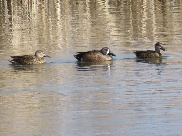 Blue-winged Teal.