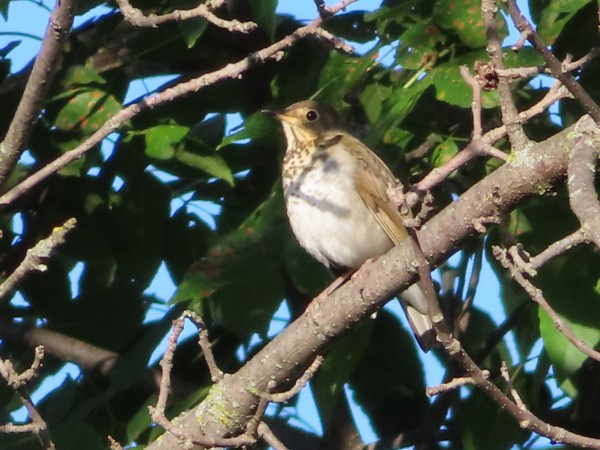 Swainson's Thrush