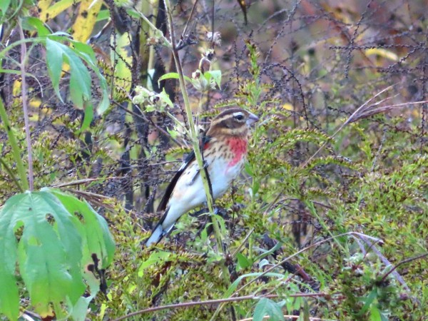 Juvenile Male Rose-breasted Grosbeak