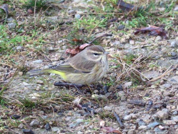 Palm Warbler