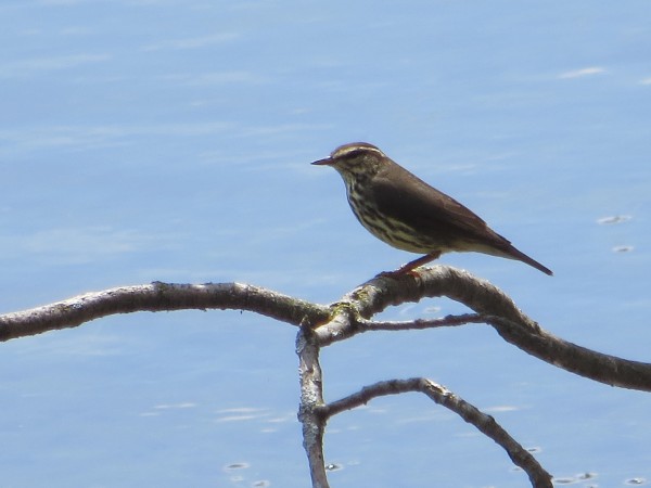 Northern Waterthrush.