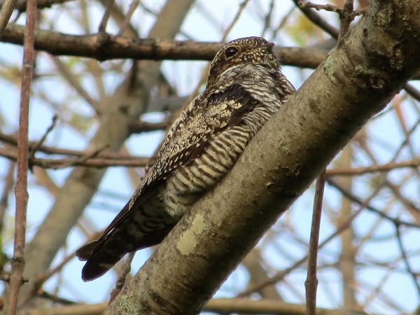 Common Nighthawk