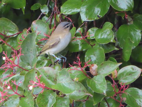 Red-eyed Vireo