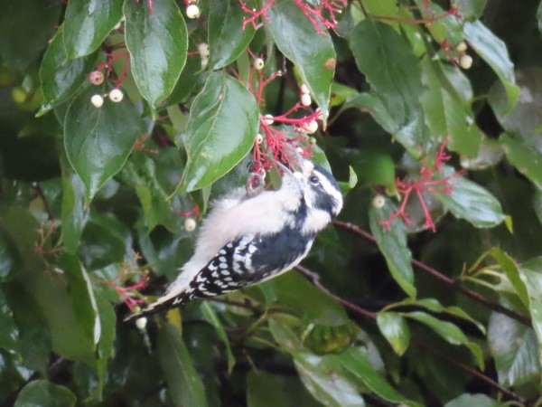 Downy Woodpecker.