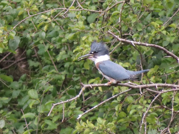 Belted Kingfisher.