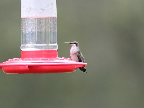 Female hummingbird at feeder