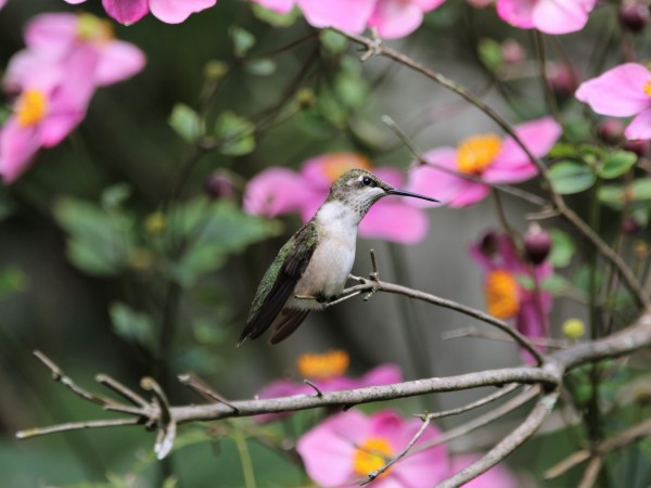 Female Ruby-throated Hummingbird.