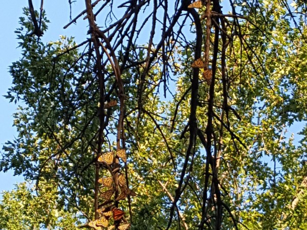 Monarch roost in Minnesota.