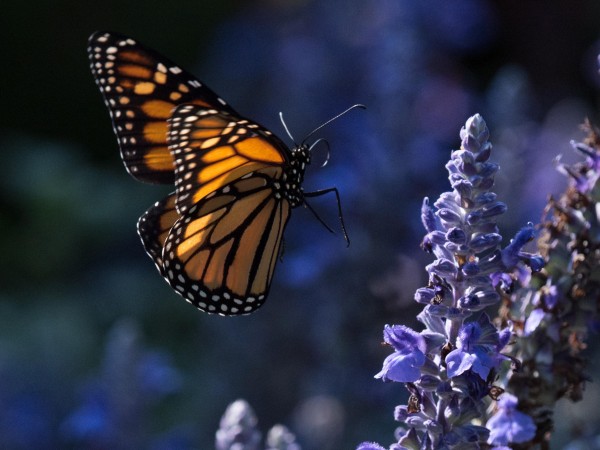 Monarch about to nectar.