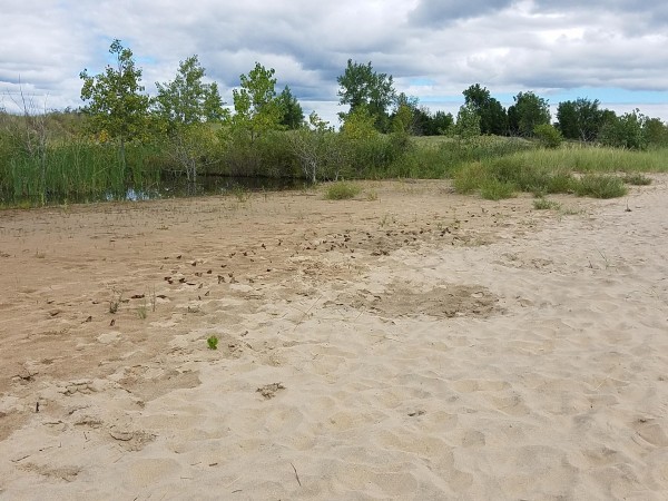 Peak monarch migration in Michigan