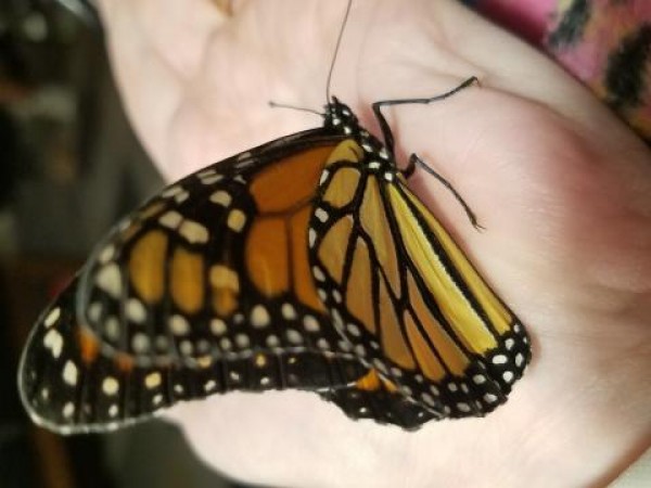 monarch