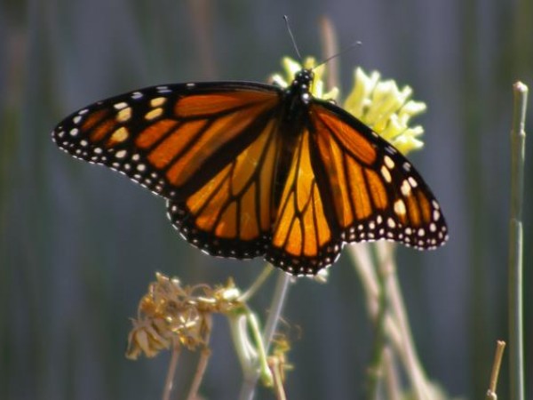 monarch