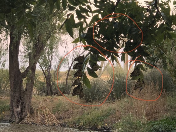 Monarchs roosting in Texas.