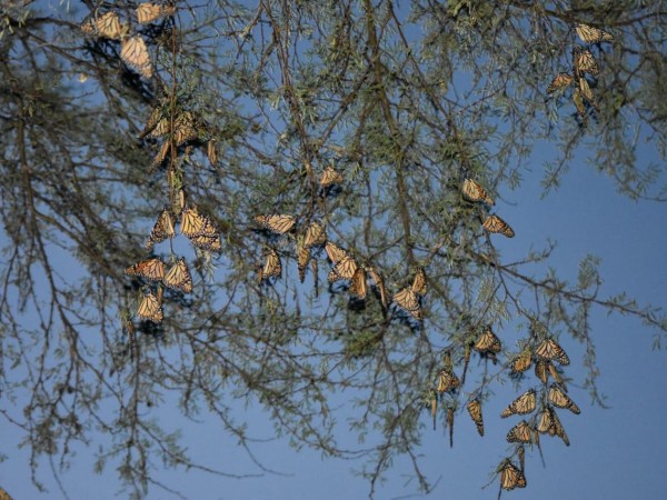Monarch roost in Mexico