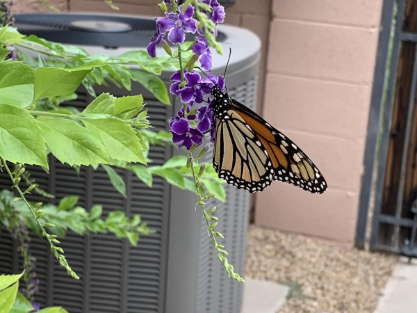 Monarch in Gold Canyon Arizona