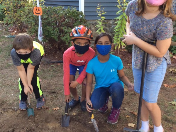 Planting tulip bulbs in Massachusetts