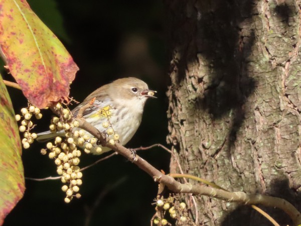 Yellow-rumped Warbler.
