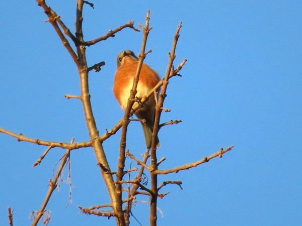 Eastern Bluebird.