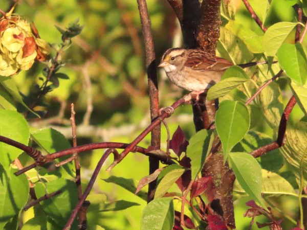 White-throated Sparrow