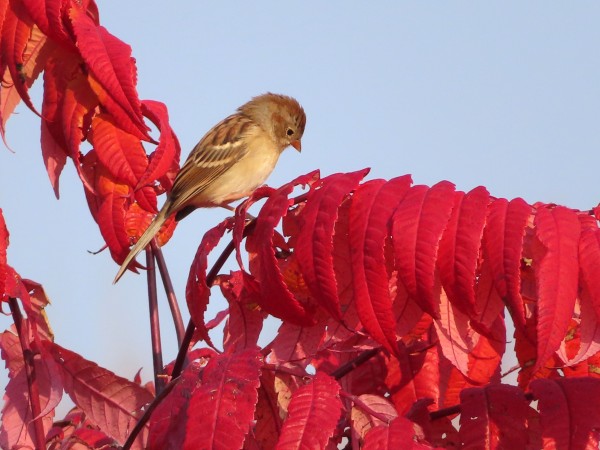 Field Sparrow