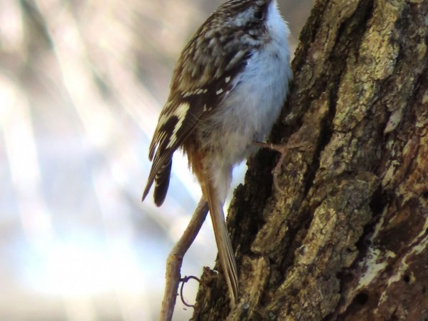 Brown Creeper