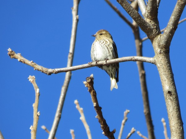 Pine Siskin.