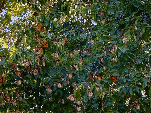 Monarch roost in Texas.