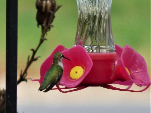 Ruby-throated Hummingbird at feeder.