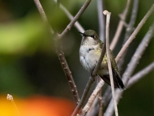 Hummingbird in Michigan in October.