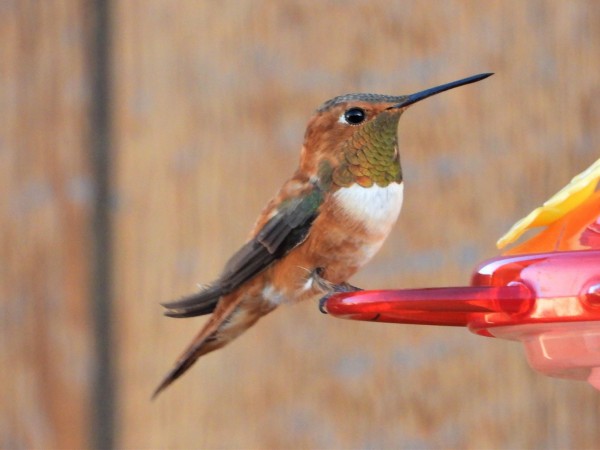 Male Rufous Hummingbird in New Mexico.