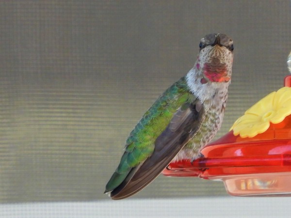 Anna's Hummingbird in New Mexico