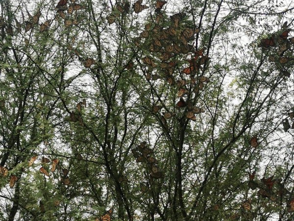 Monarch roost in Nuevo Leon, Mexico.