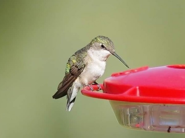 Juvenile hummingbird at feeder.
