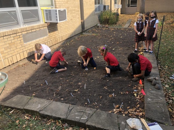 Planting tulip bulbs in Minnesota.