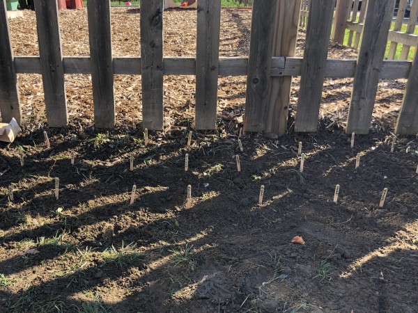 Tulips planted in Cleveland, OH