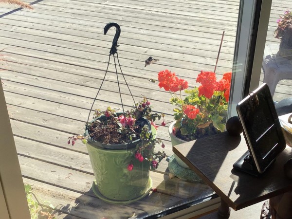 Hummingbird feeding in Alberta.