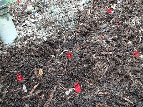 Tulip bulbs planted in Michigan.