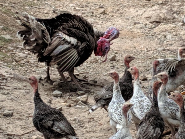 Turkey Fight in Macheros