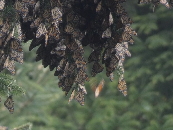 Monarch Roost