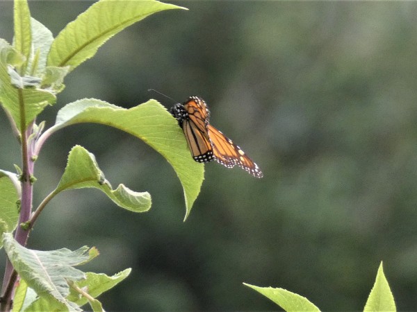 Sunbathing Butterfly