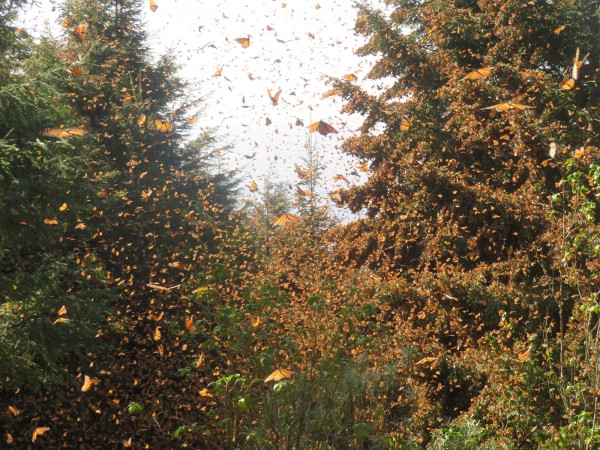 Monarchs at Carditos in 2018-19.