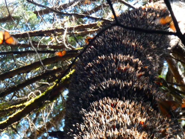 monarch clusters along tree trunk