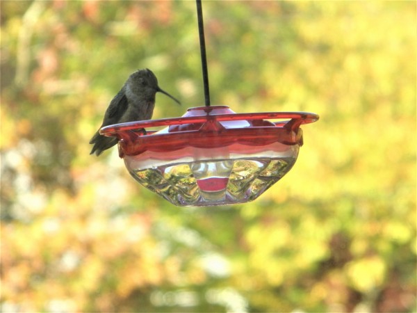 Rufous Hummingbird in Massachusetts