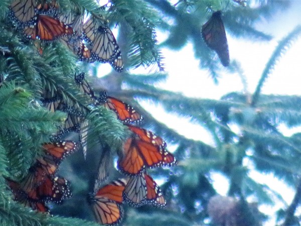 monarchs