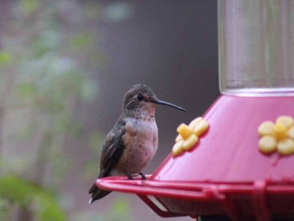 Rufous Hummingbird.